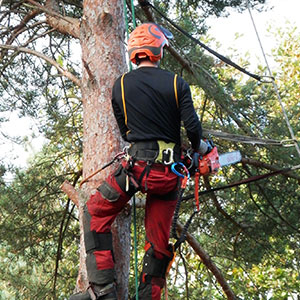 Tree and Shrub Work